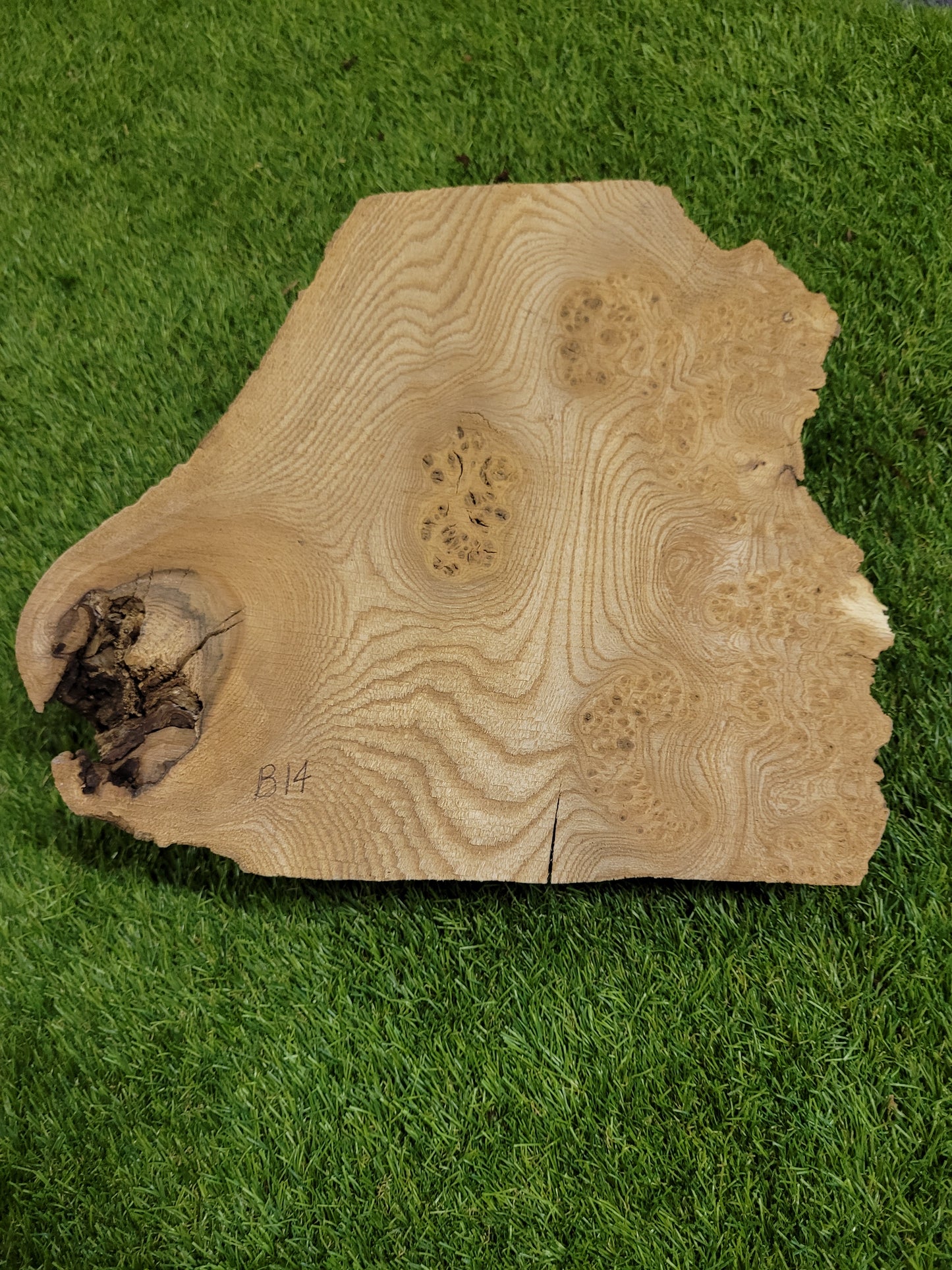 Burr Elm Woodturning Blank 28x26x7.5cm (B14)