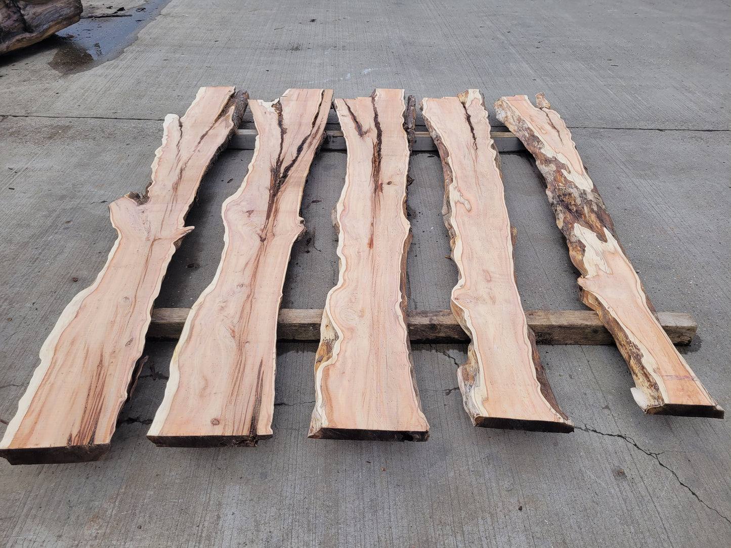 Yew Log 2.4m 7.25 ft3 (Y2)