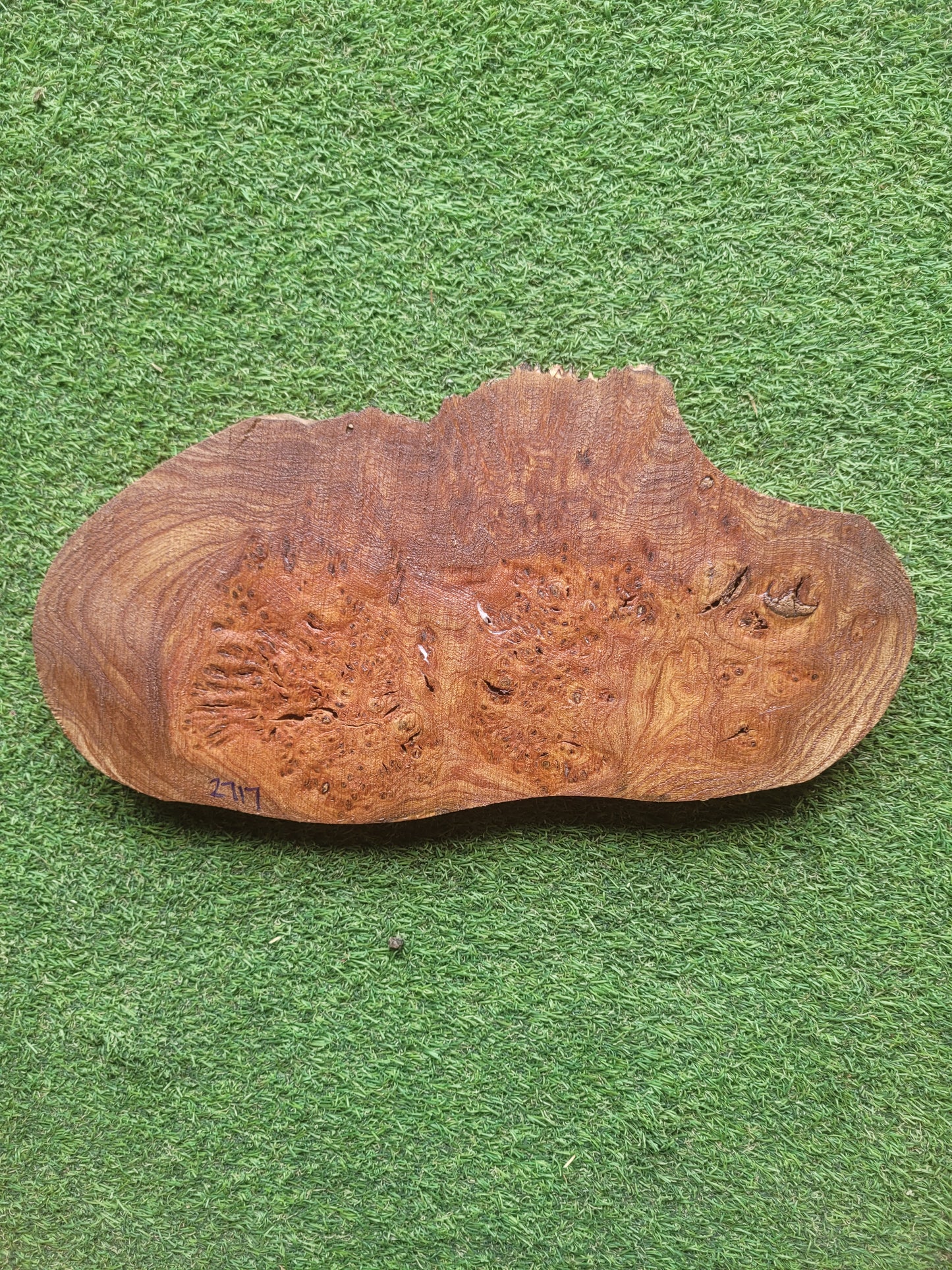 Burr Elm Woodturning Blank 36x17.5x2.3cm (2717)