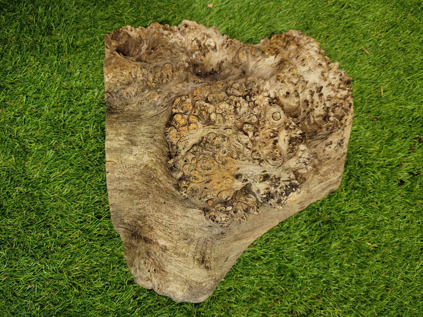 Burr Elm Woodturning Blank 28x26x7.5cm (B14)