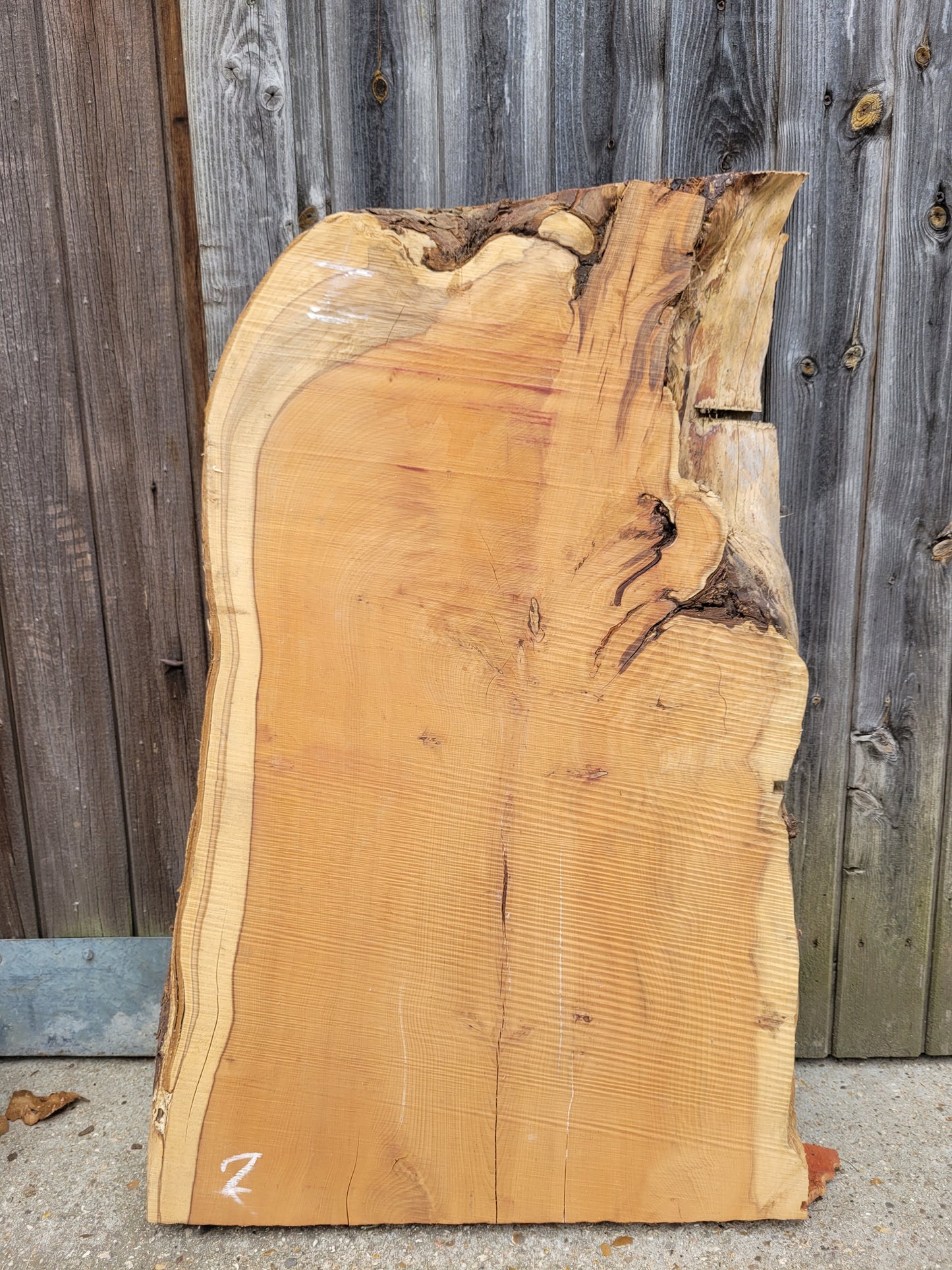 Yew Live Edge Slabs