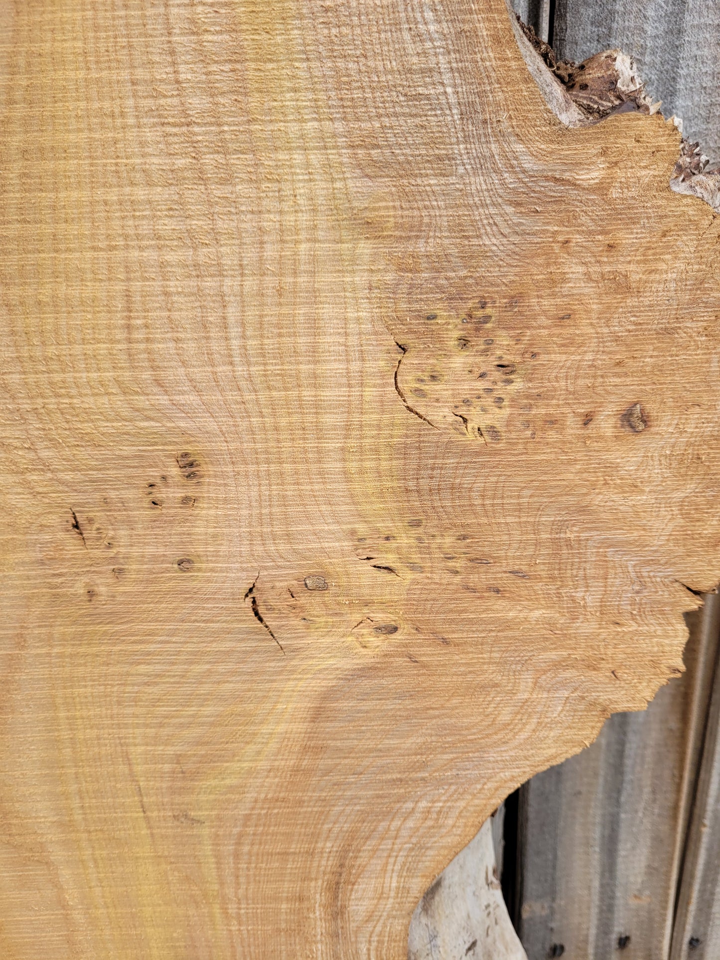 Burr Elm Live Edge Boards (101f/1-5)