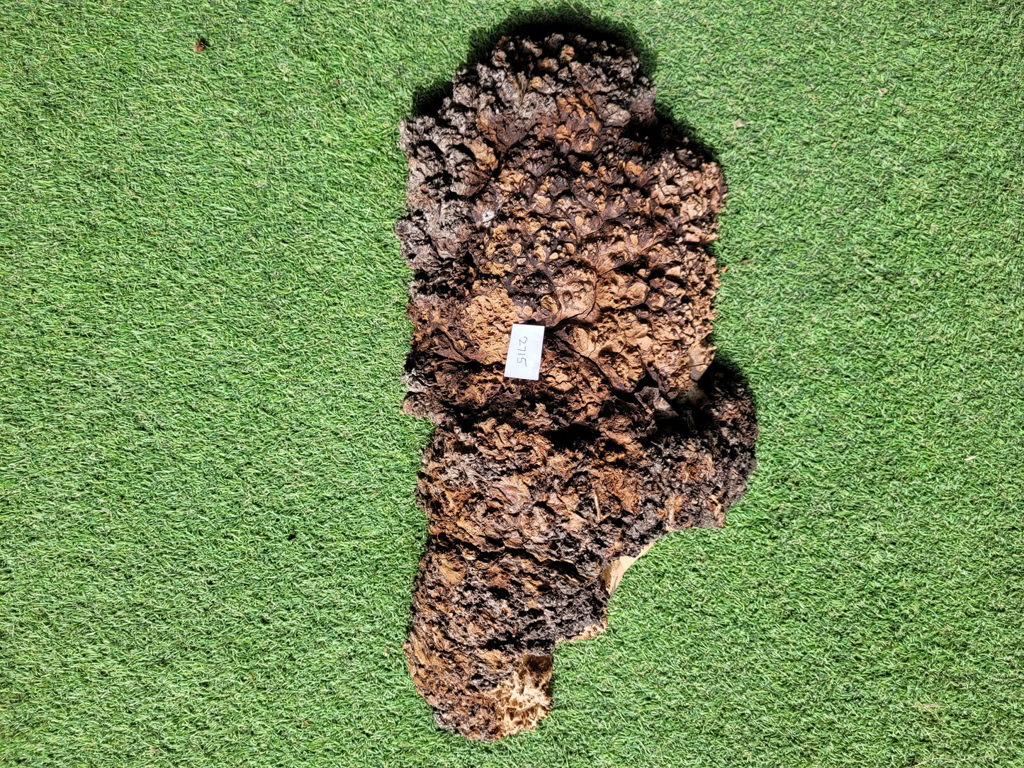 Carpathian Elm Burr Woodturning Blank (2715)