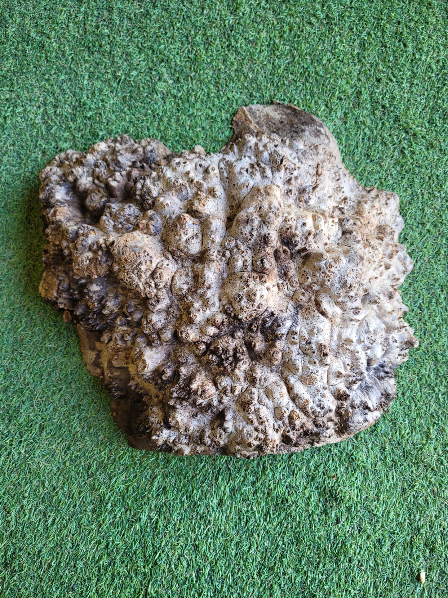 Burr Elm Woodturning Blank 35x32x10cm (B23)
