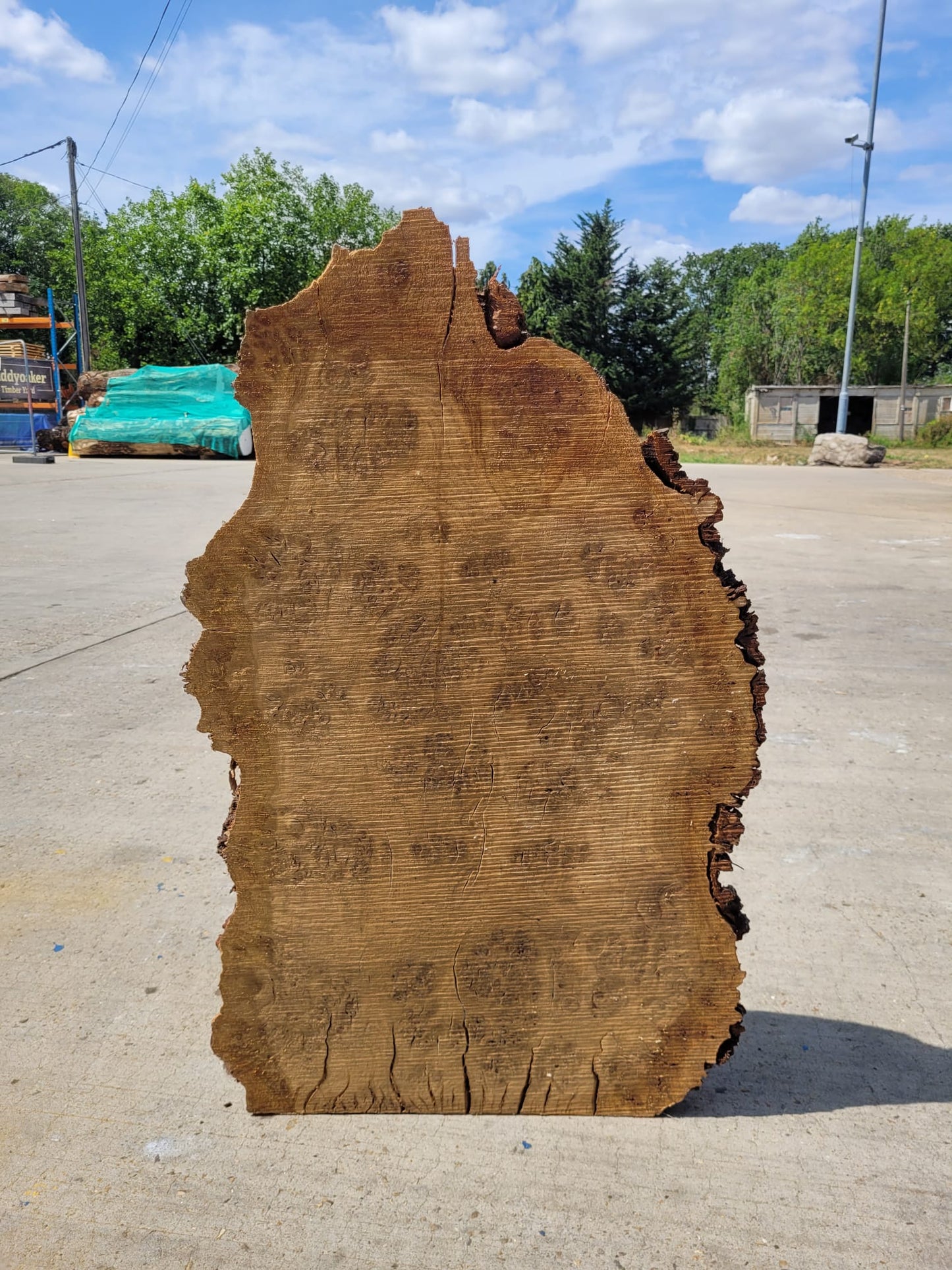 Burr Oak Large Live Edge Burr (B21)