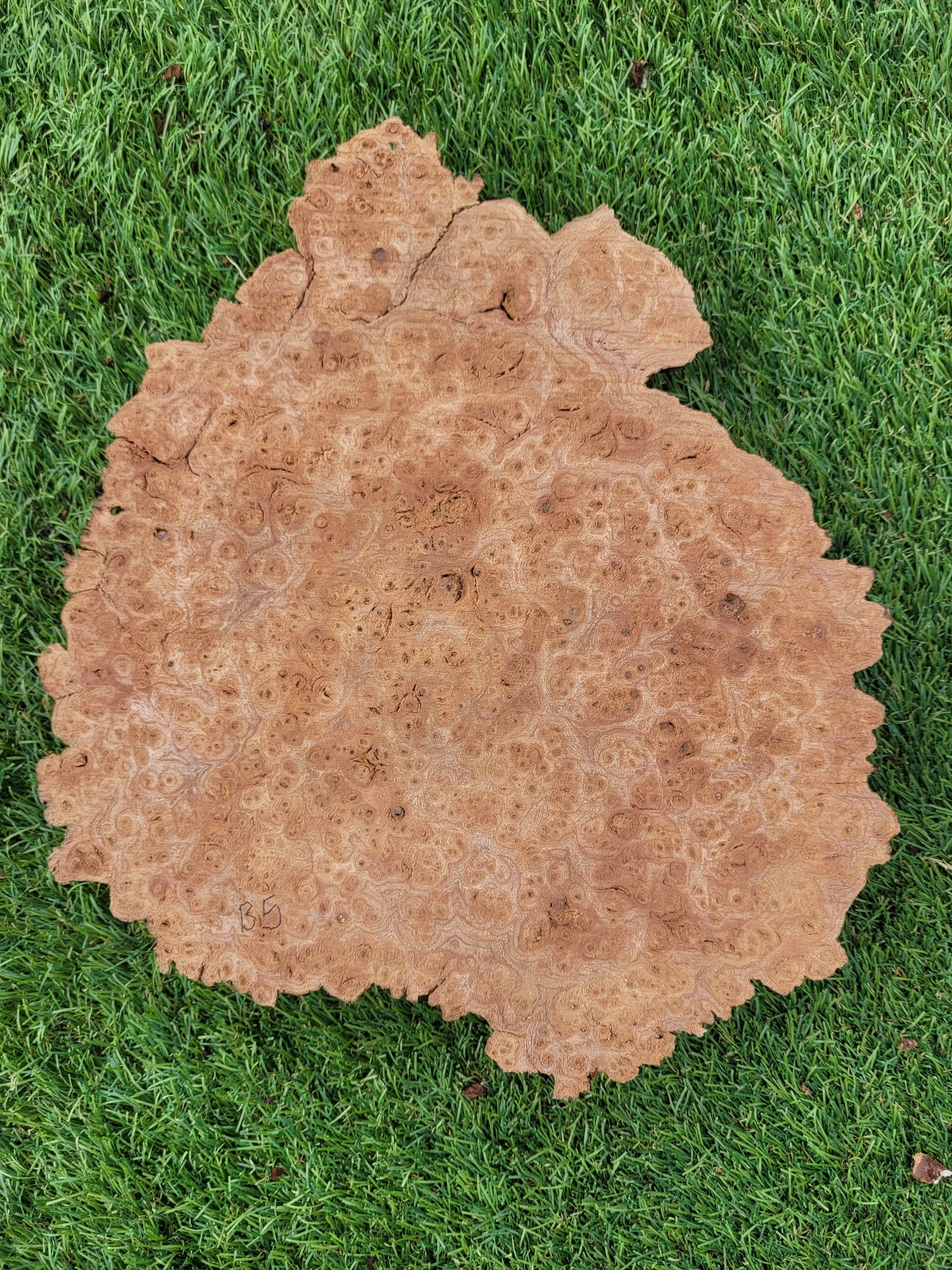 Burr Elm Woodturning Blank 23x21x5cm (B5)