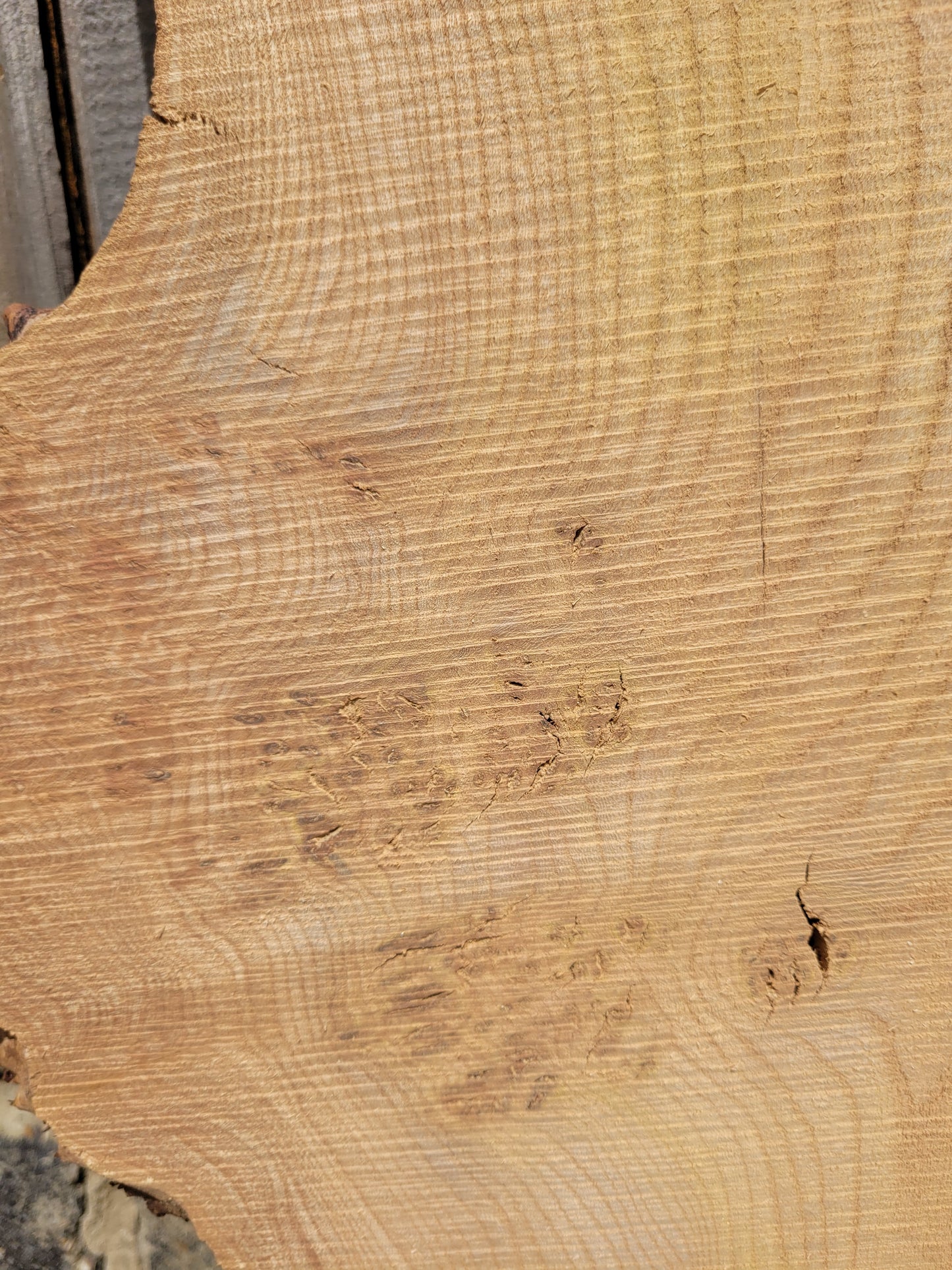 Burr Elm Live Edge Boards (101b/1-4)