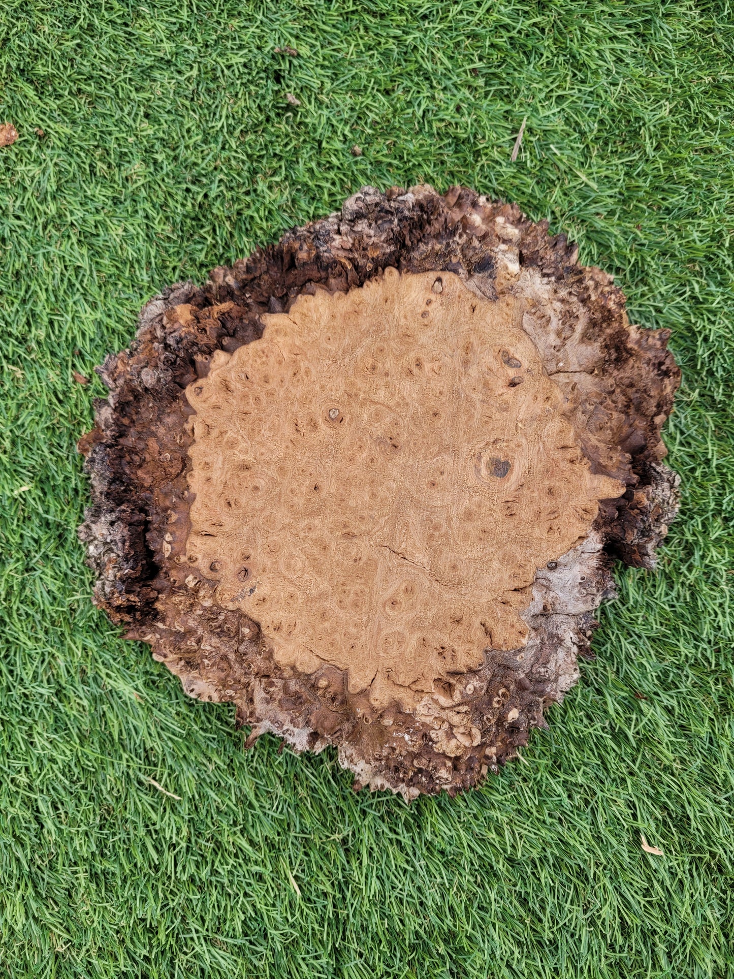 Burr Elm 20x18x5cm (B3)