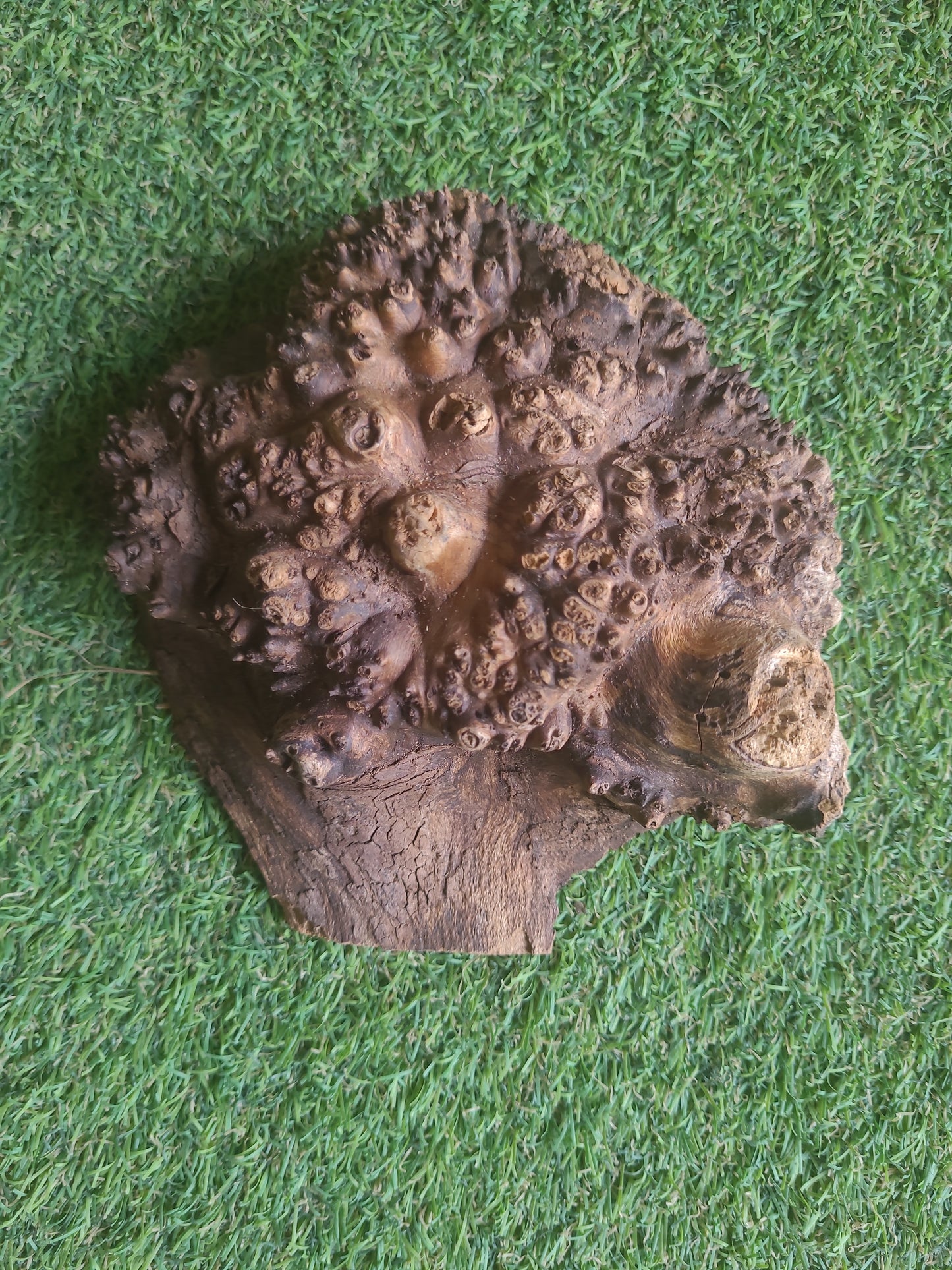 Burr Elm Woodturning Blank 16x14.5x5cm (B16)