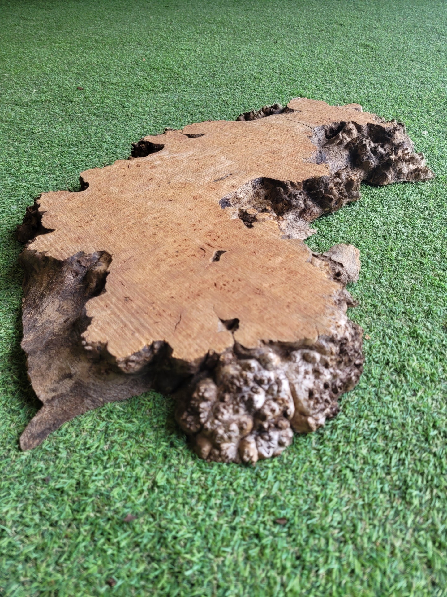 Burr Elm Woodturning Blank 57x30x4.5cm (B25)