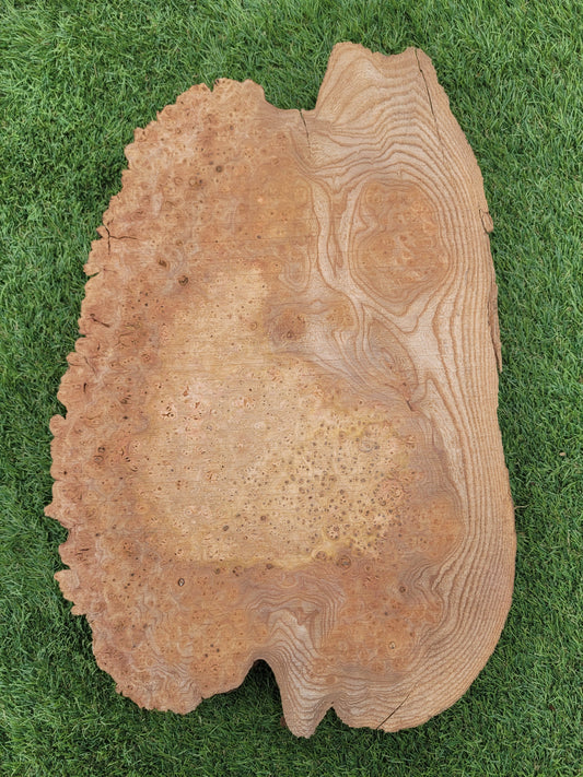 Burr Elm 40x30x5cm (B2)