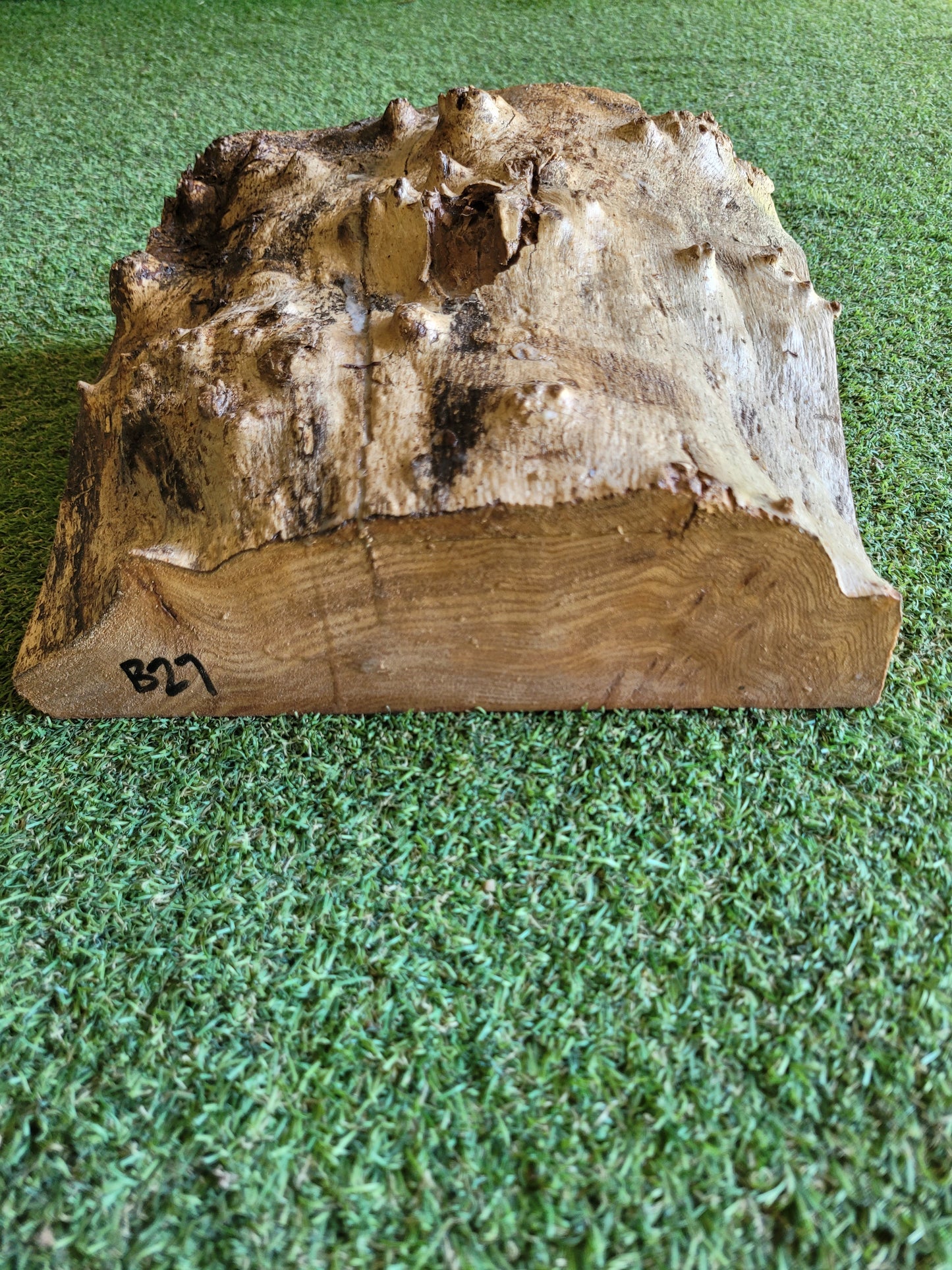 Burr Elm Woodturning Blank 24x27x9cm (B27)