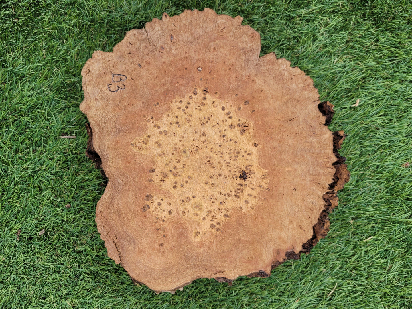 Burr Elm 20x18x5cm (B3)