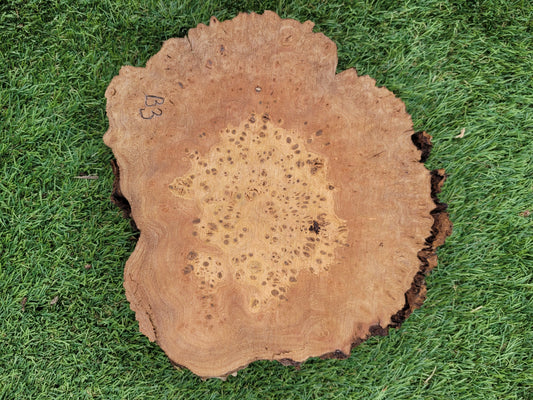 Burr Elm 20x18x5cm (B3)
