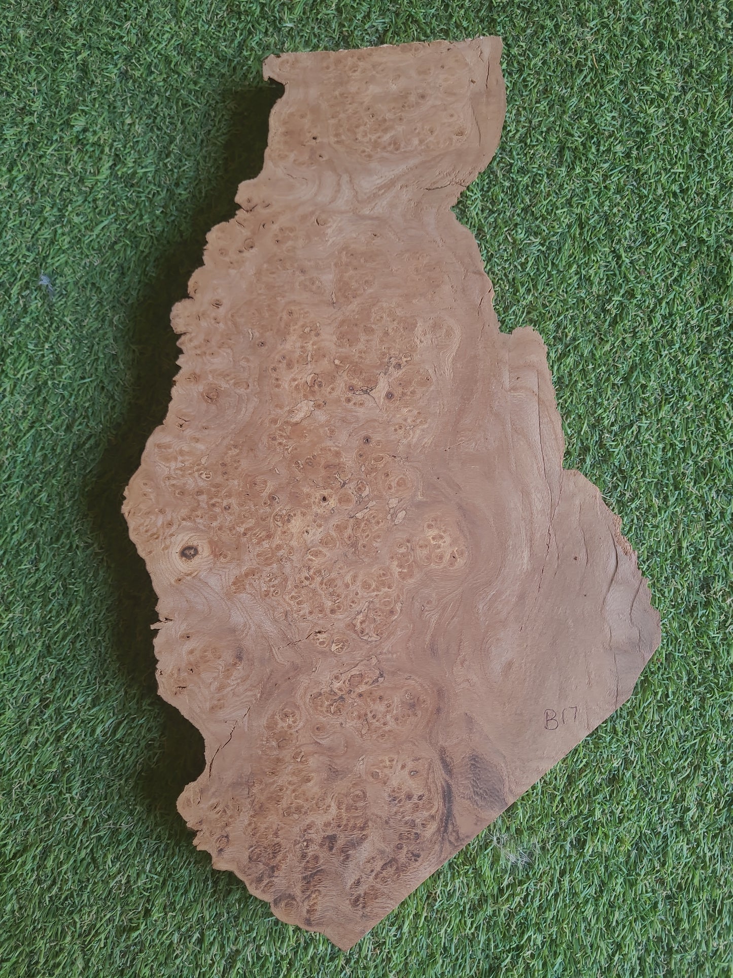 Burr Elm Woodturning Blank 37x20x2cm (B17)