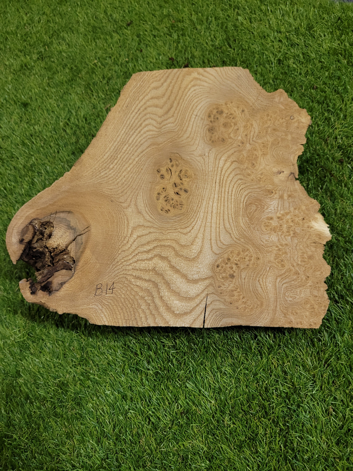 Burr Elm x2 Woodturning Blanks Live Edge (B14&B19)