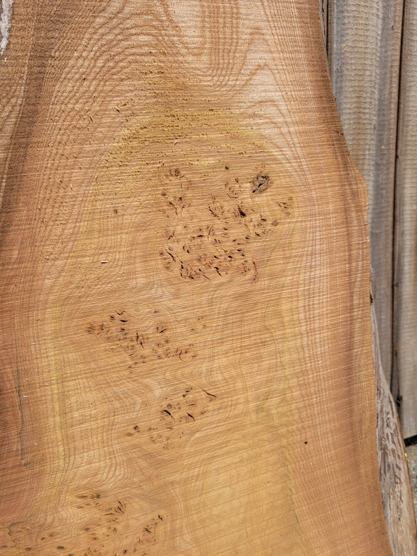 Burr Elm Live Edge Boards (101d/2&3)