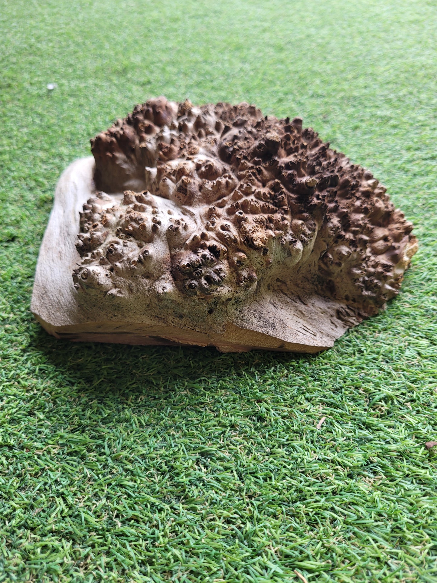 Burr Elm Woodturning Blank 20x20x6cm (B18)