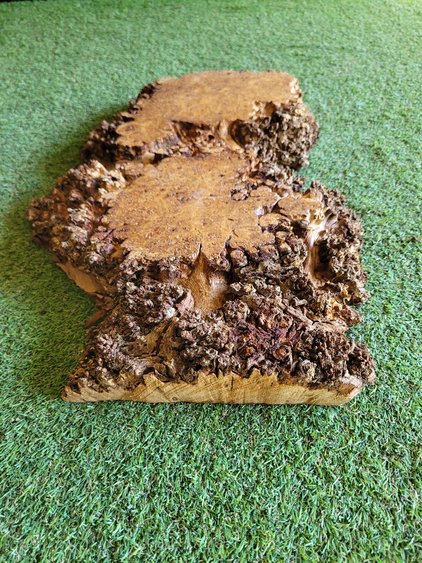 Burr Oak Woodturning Blank 51x30x5cm (B28)