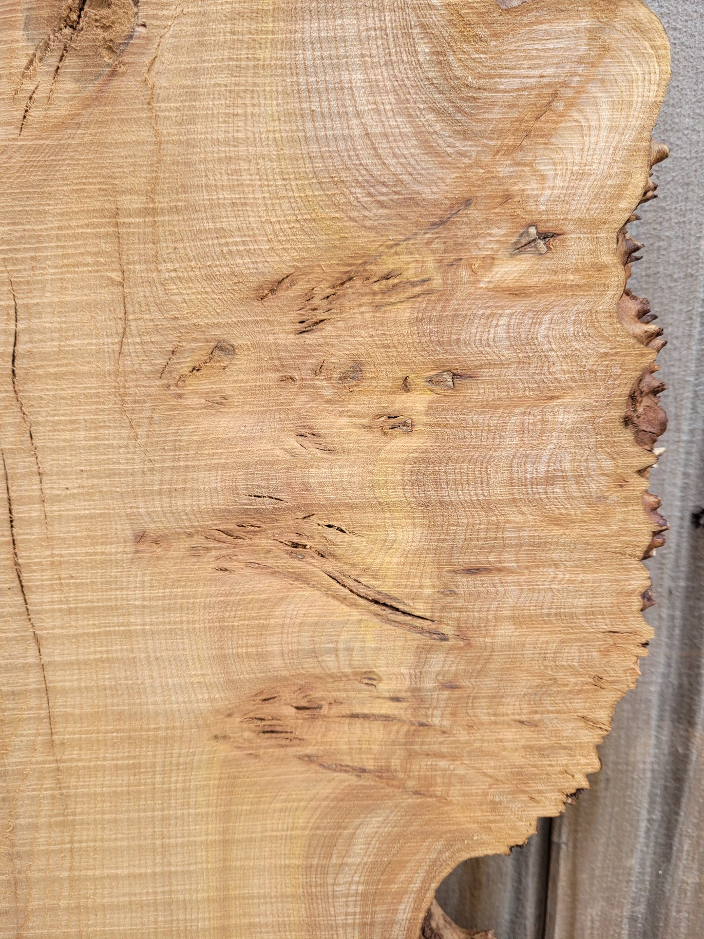 Burr Elm Live Edge Boards (101f/1-5)