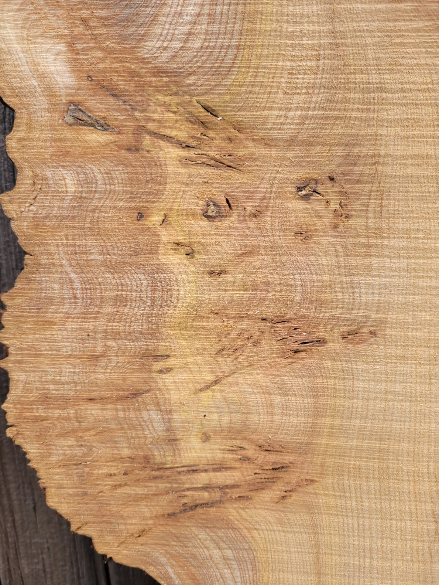 Burr Elm Live Edge Boards (101f/1-5)
