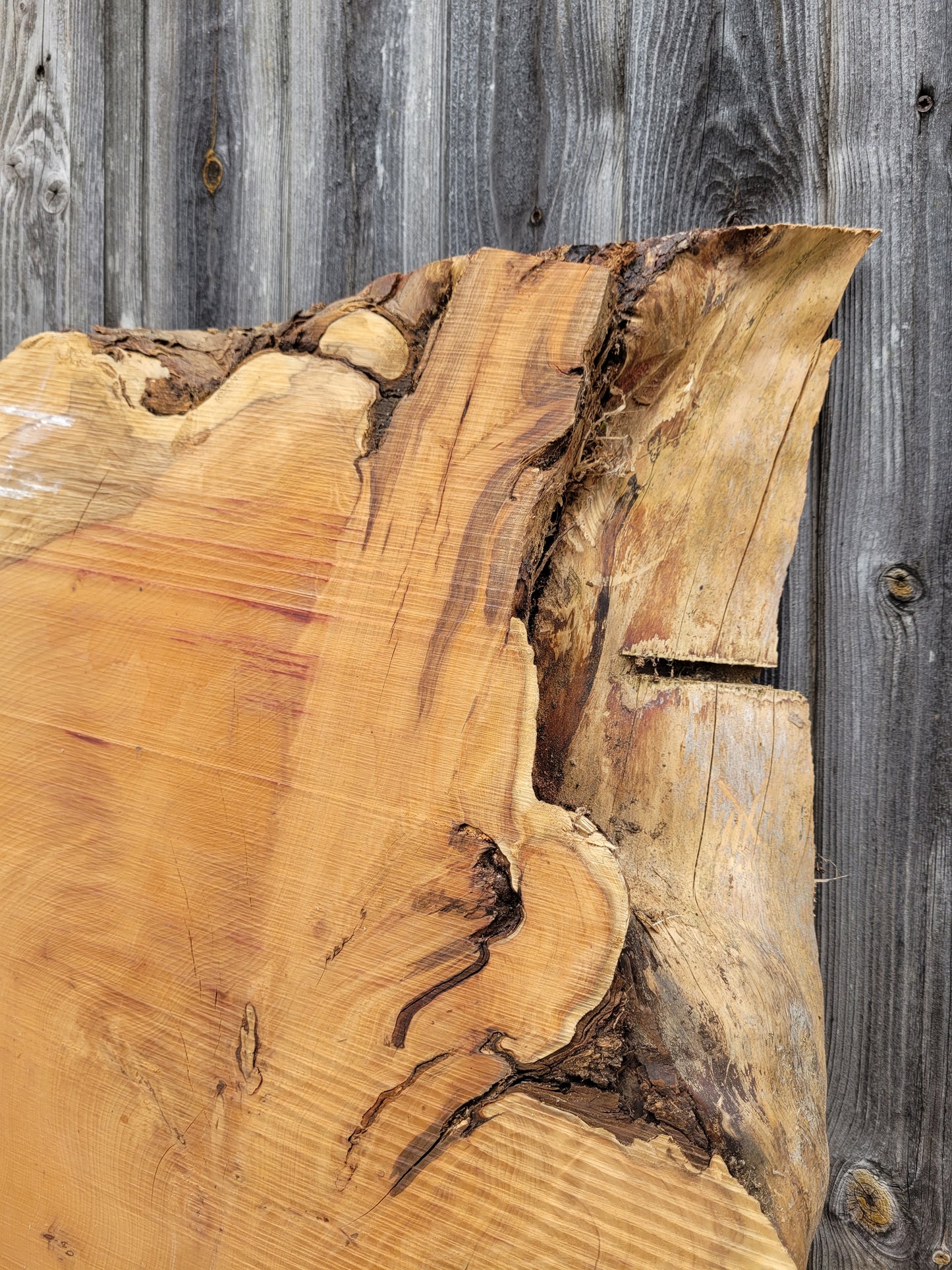 Yew Live Edge Slabs